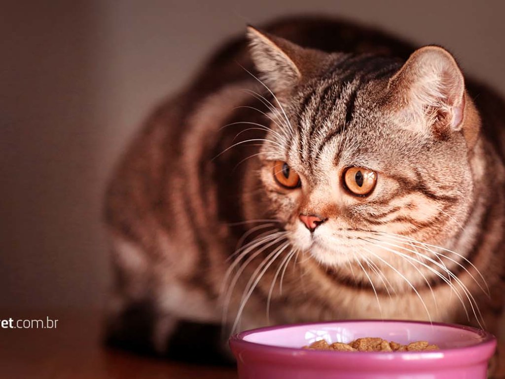 Meu gatinho não quer comer e agora