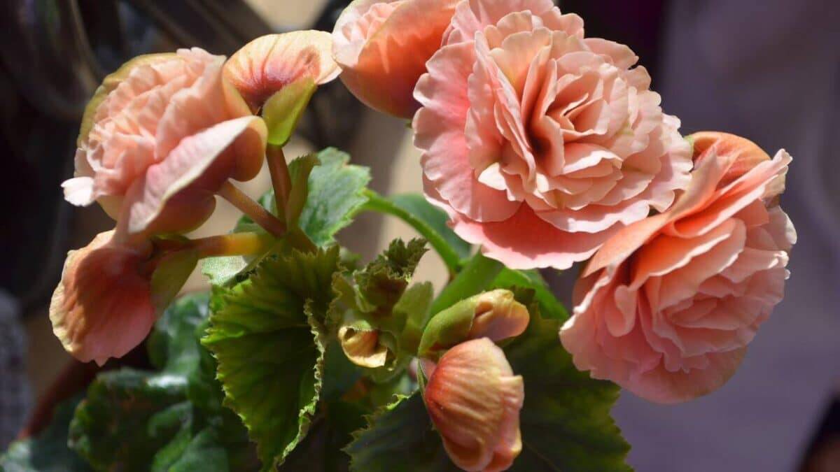 Begônias cor de rosa