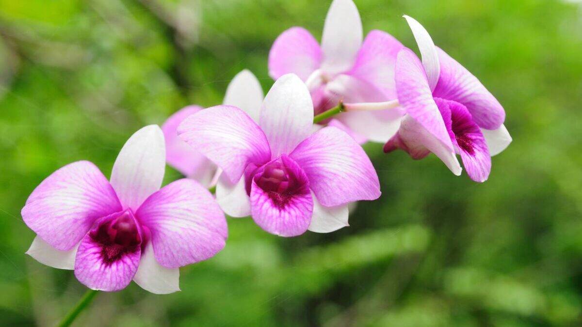 Flores de Orquídea