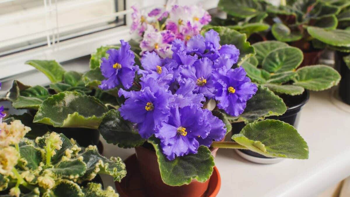 Violeta-africana sob janela de casa