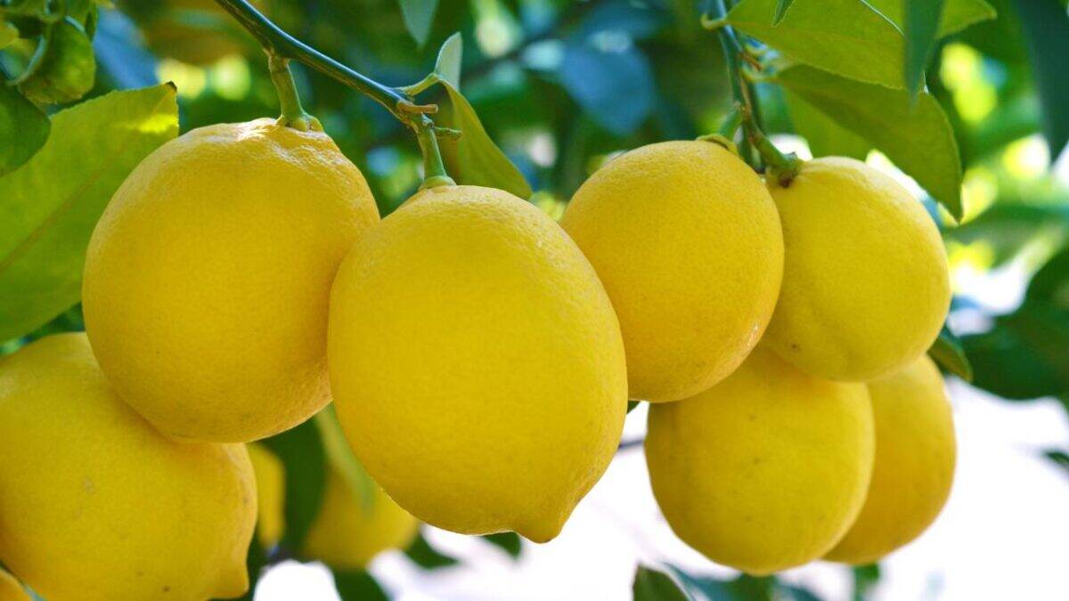 Pé de limões com frutos nos galhos