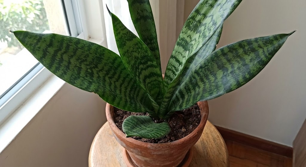 Quatro plantas para cultivar em casa que é o segredo dos viveiros