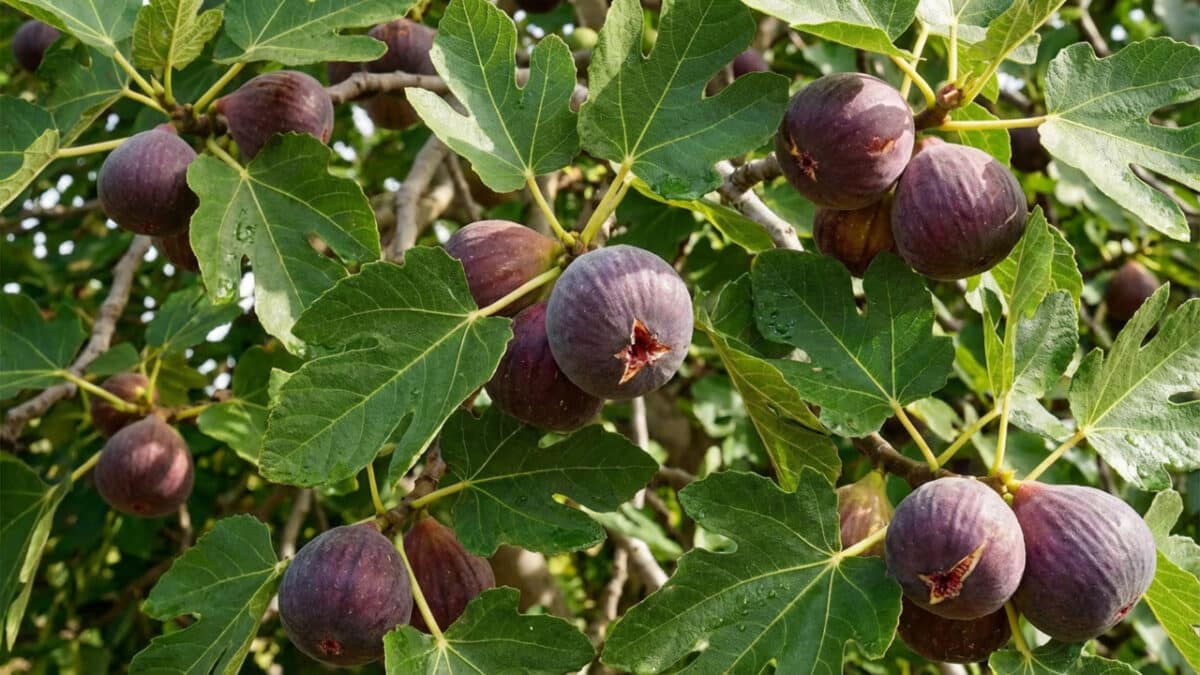 Poda de árvores frutíferas: 3 espécies para cuidar em março e garantir frutos