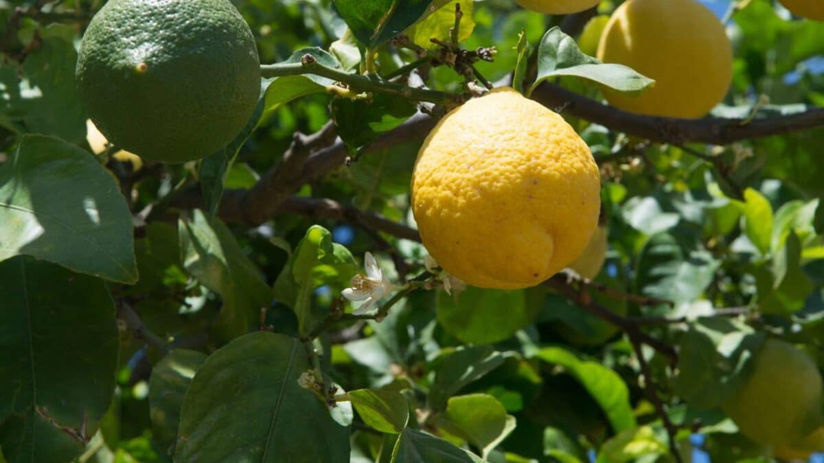 Frutos de limão sisciliano