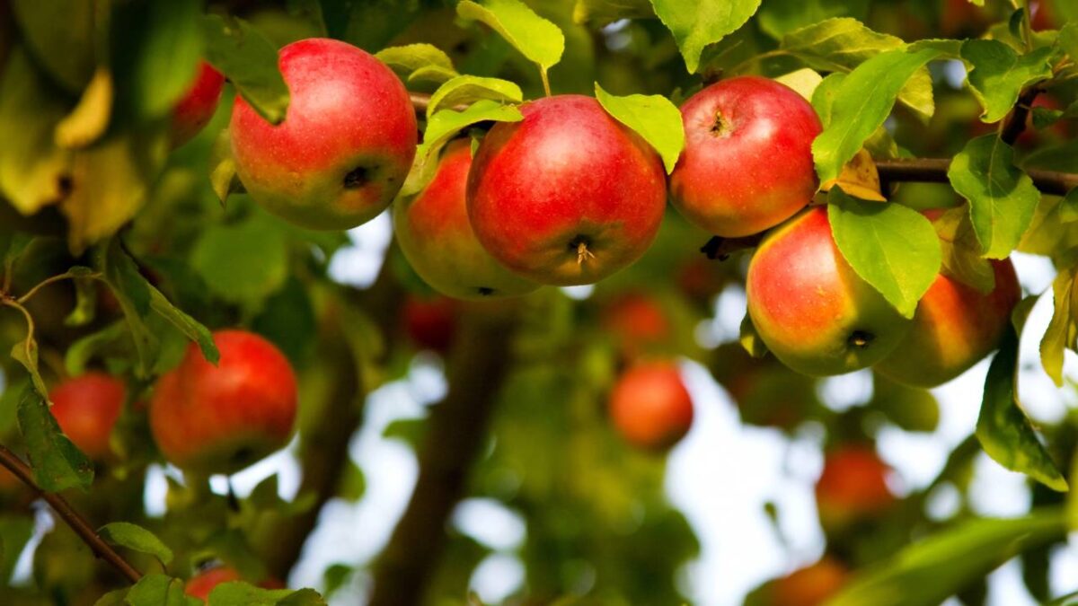 Pequena macieira com frutos prontos para colher
