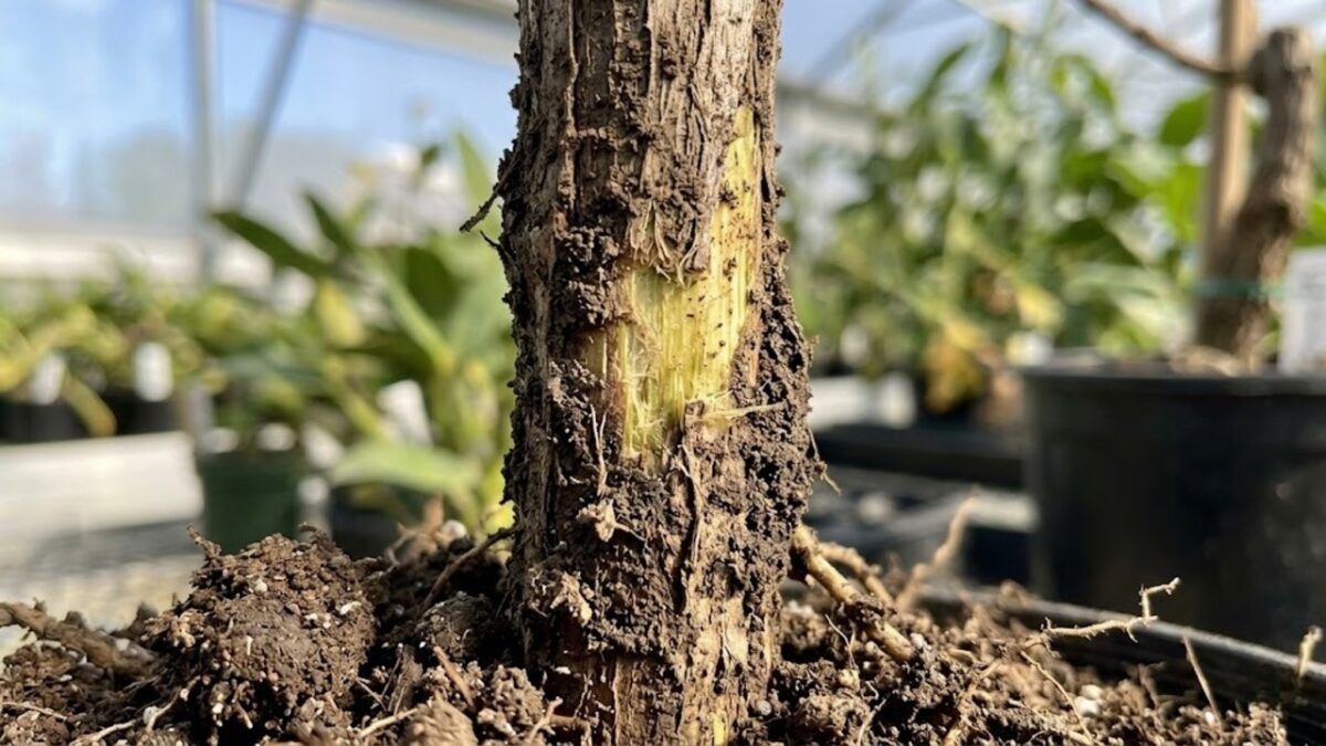 Como reviver plantas moribundas em casa com truques práticos que salvam o seu jardim