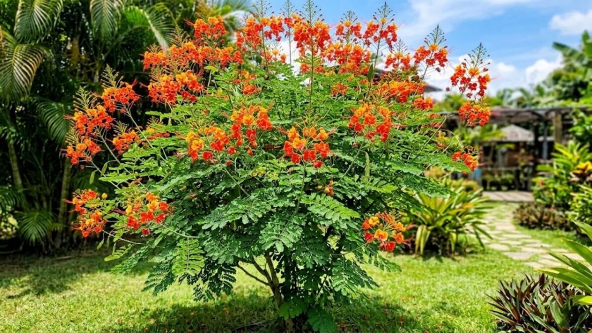 As sete árvores floridas que mantêm o colorido no jardim de casa por semanas ou até meses