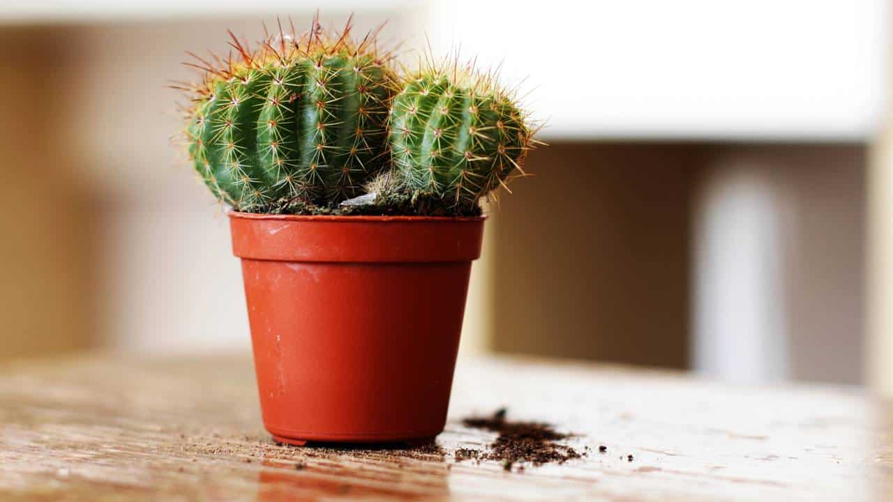 Cacto