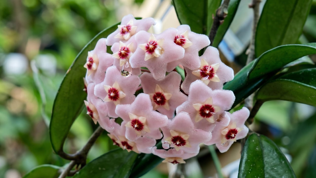 Flor de porcelana na natureza