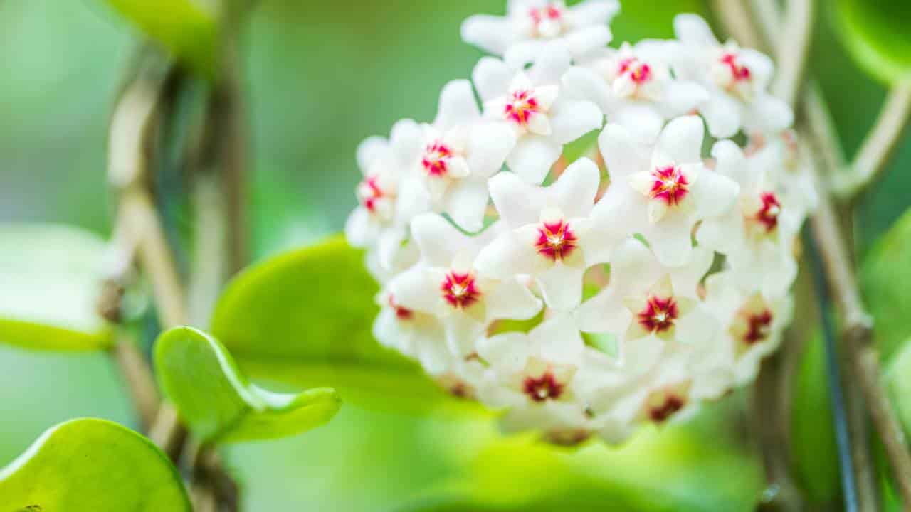 Flores de porcelana para decorar a casa