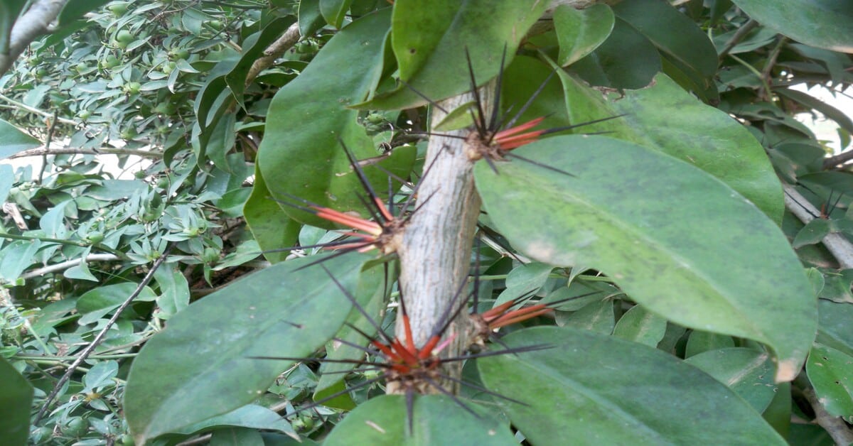 Folhas e espinhos de Ora-pro-nóbis
