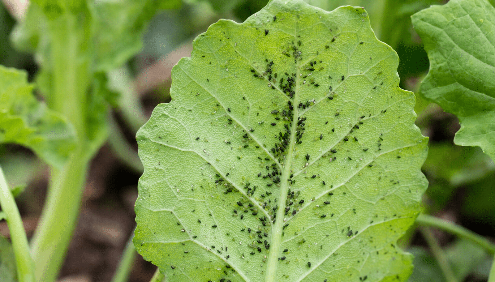 folha verde de horta (couve) com pulgões pequenos pretos e verdes agrupados na superfície.
