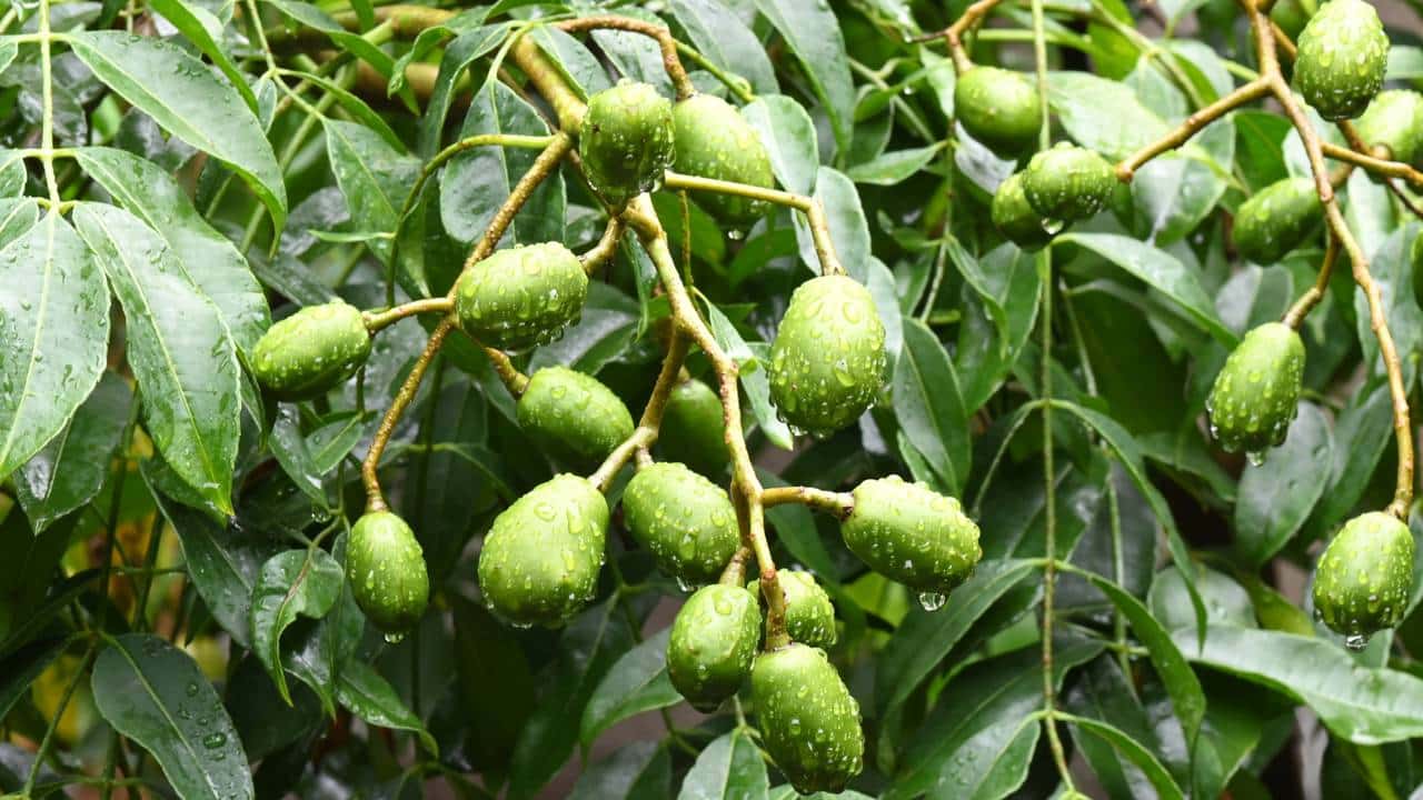 Frutos de umbuzeiro no pé