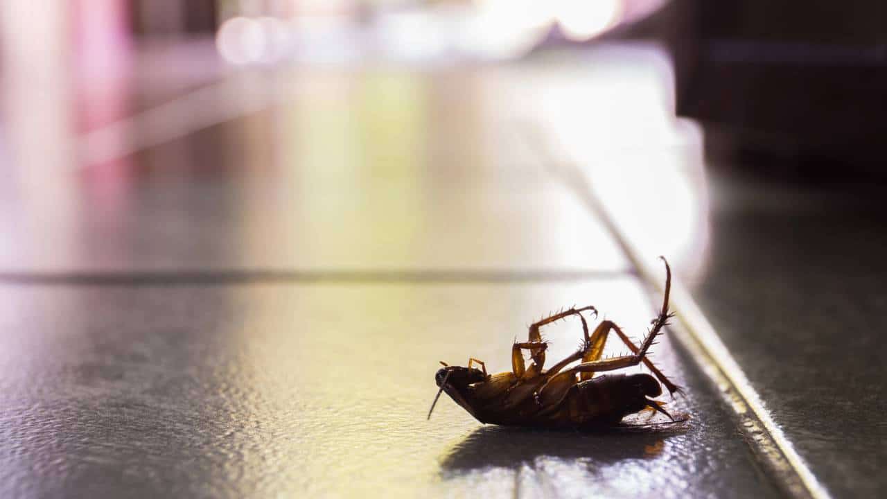 Barata morta no chão com a barriga virada para cima