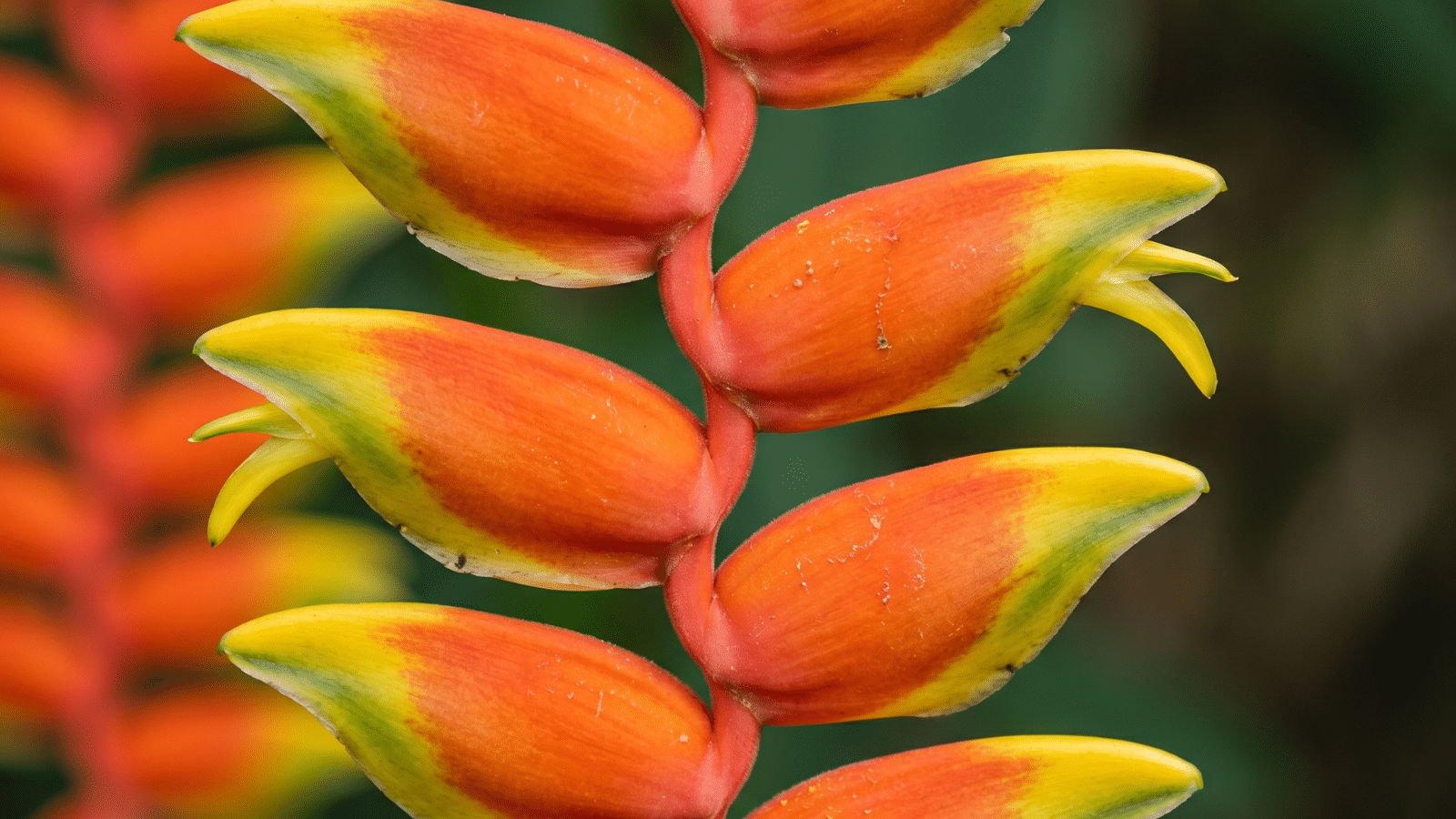 flores da helicônia