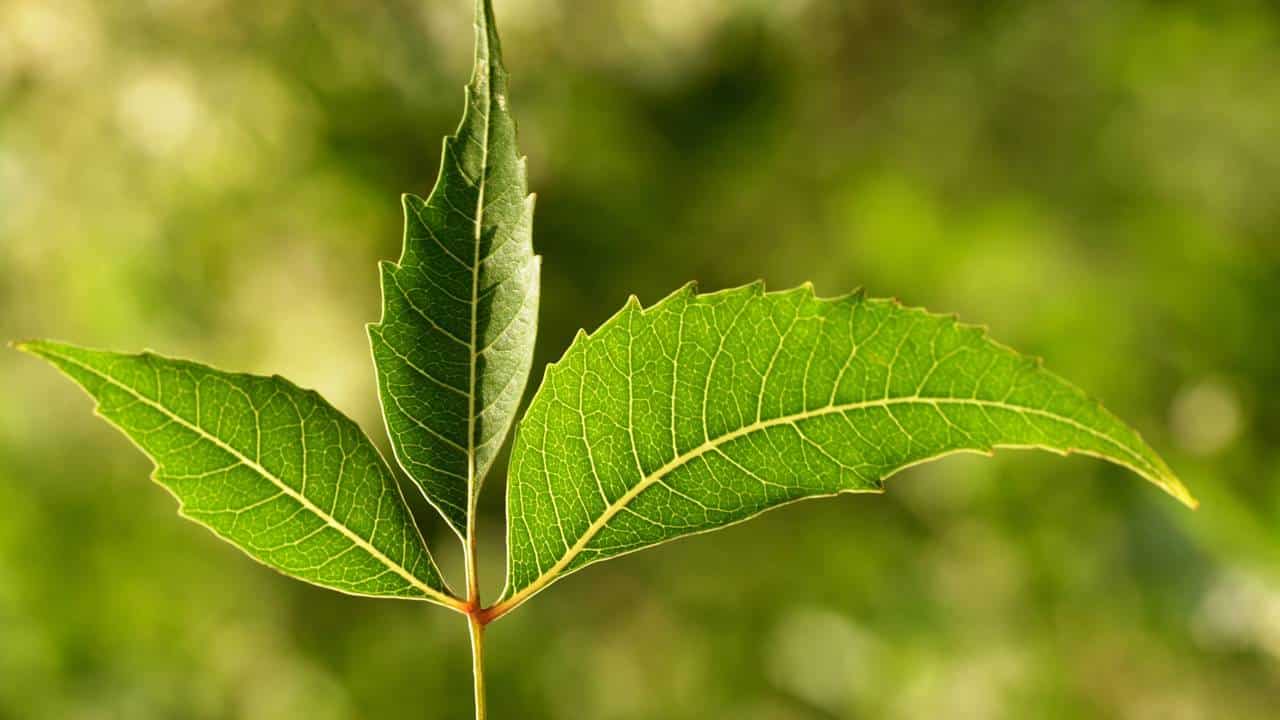 Folhas de neem ou Azadirachta indica