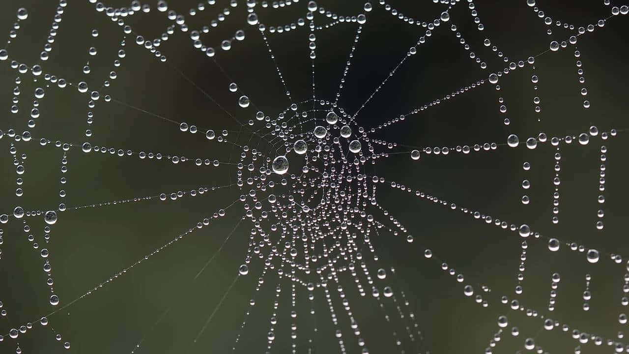 Teia de aranha molhada