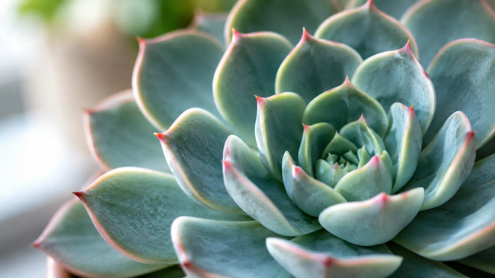 Close-up da echeveria, suculenta em formato de roseta com folhas verdes azuladas, pontas rosadas e textura delicada.