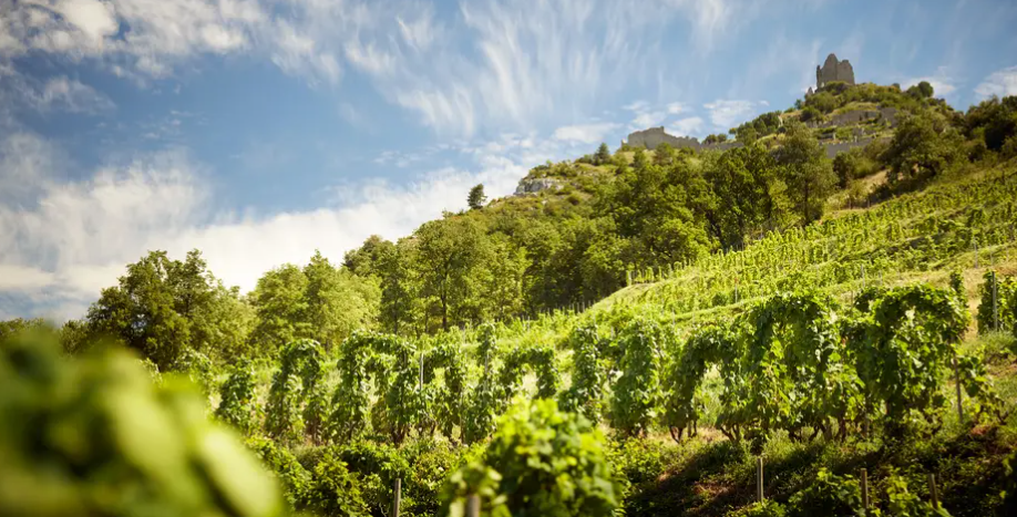 Domaine Rémy Nodin vineyard landscape with rolling hills