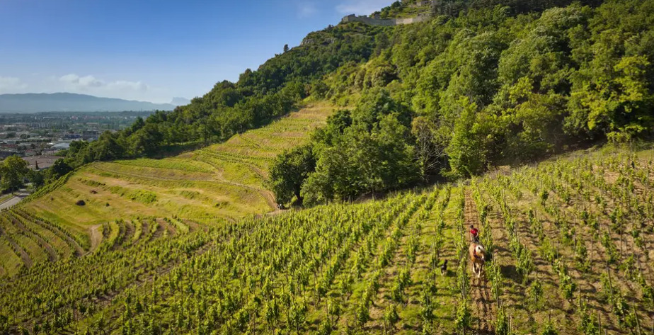 Domaine Rémy Nodin wine tasting experience with visitors