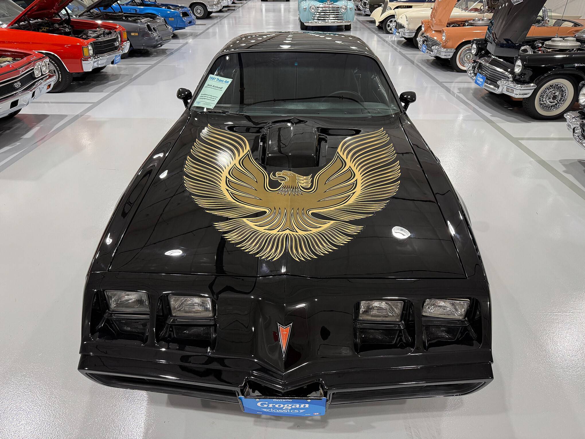 1981 Pontiac Firebird Trans Am 9