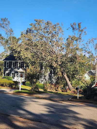 Role of professionals in hazardous tree assessment