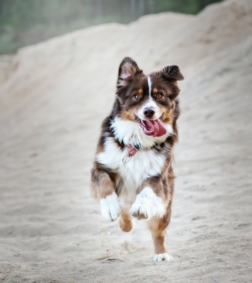 Articles pour chiens