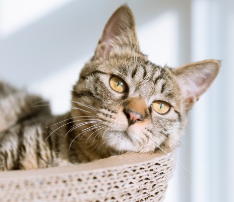 Articles pour chats