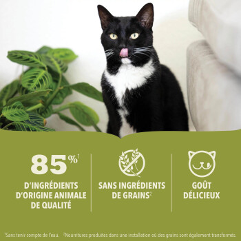 Nourriture en boîte pour chats à l'agneau – ACANA