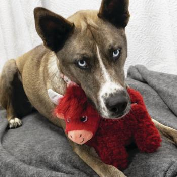 Peluche en forme de vache highland rouge Toughz pour chiens - Kong