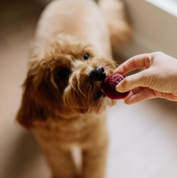 Collation nutritive au délice aux fruits pour chiens - Faim Museau