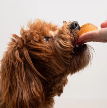 Collation nutritive le p'tit bouillon pour chiens - Faim Museau