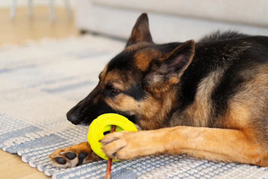 Pneu de caoutchouc ralentisseur pour chiens - Messy Mutts