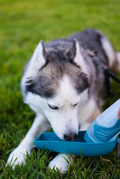 Bouteille d'eau avec bol amovible pour chiens - Messy Mutts