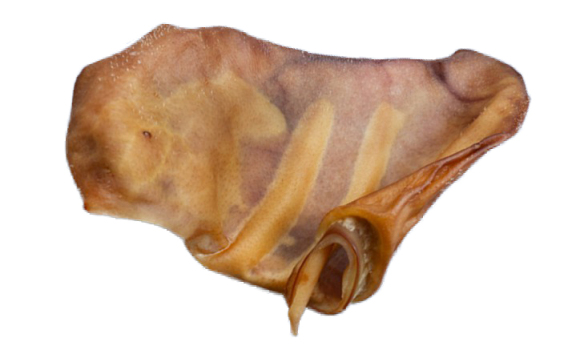 Oreille de porc pour chien - WaWWaW