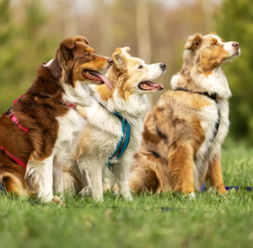 Harnais hybride aqua pour chiens - Nahak