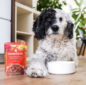 Nourriture humide boeuf et riz pour chien - Now Fresh