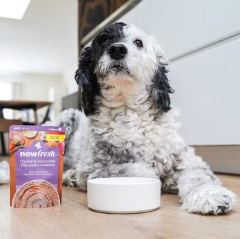 Nourriture humide sans grains au poulet et au saumon pour chien âgé - Now Fresh