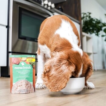 Nourriture humide sans grains poulet et bouillon pour chien de petite race - Now Fresh