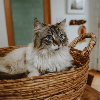Nourriture pour chat adulte sans grains au saumon - Good Gravy