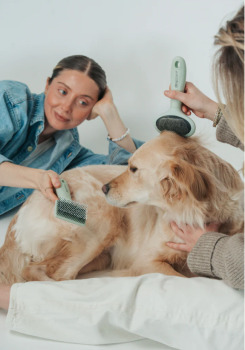 Brosse douce à pointes en plastique pour animaux - Dexypaws