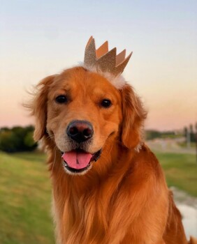 Couronne brillante pour animaux de compagnie - Huxley & Kent