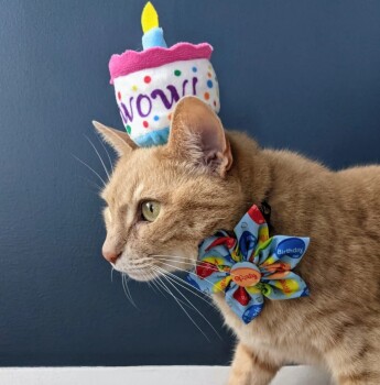 Peluche gâteau de fête avec herbe à chat - Huxley & Kent