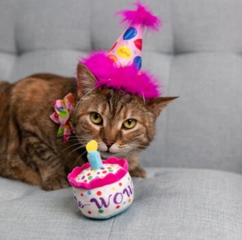 Peluche gâteau de fête avec herbe à chat - Huxley & Kent