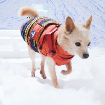 Manteau Robson orange pour chien - Puppy Gallery