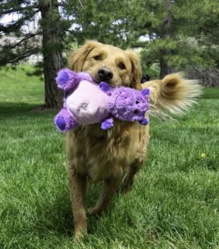 Peluche hippopotame ''Belly Knots'' pour chien - Kong