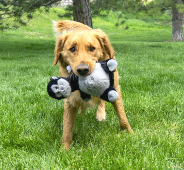 Peluche gorille ''Belly Knots'' pour chien - Kong