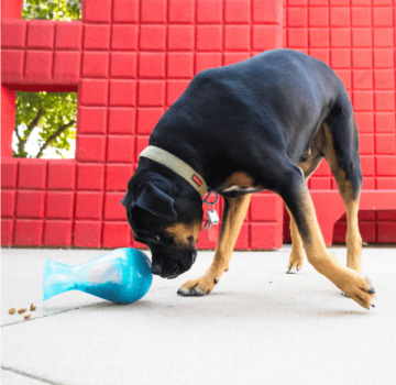 Distributeur de nourriture Tipsy pour chien - Kong