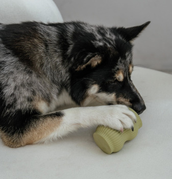 Jouet à mâcher pour chien vert jade - Dexypaws