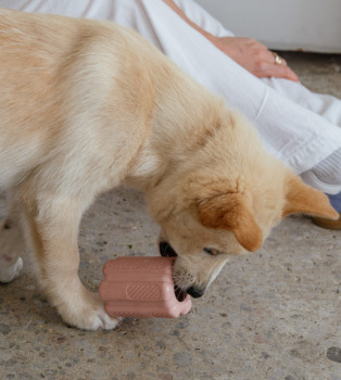 Jouet à mâcher pour chien rose poudré - Dexypaws